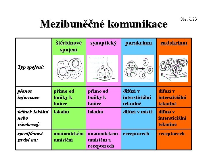 Mezibuněčné komunikace štěrbinové spojení synaptický Obr. č. 23 parakrinní endokrinní Typ spojení: přenos informace