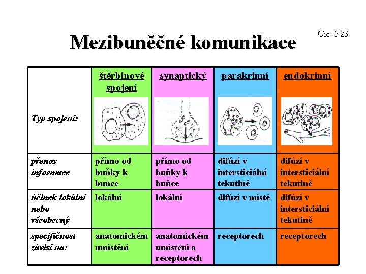 Mezibuněčné komunikace štěrbinové spojení synaptický Obr. č. 23 parakrinní endokrinní Typ spojení: přenos informace