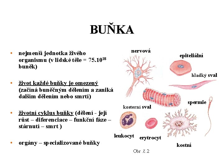 BUŇKA • nejmenší jednotka živého organismu (v lidské těle = 75. 1018 buněk) nervová