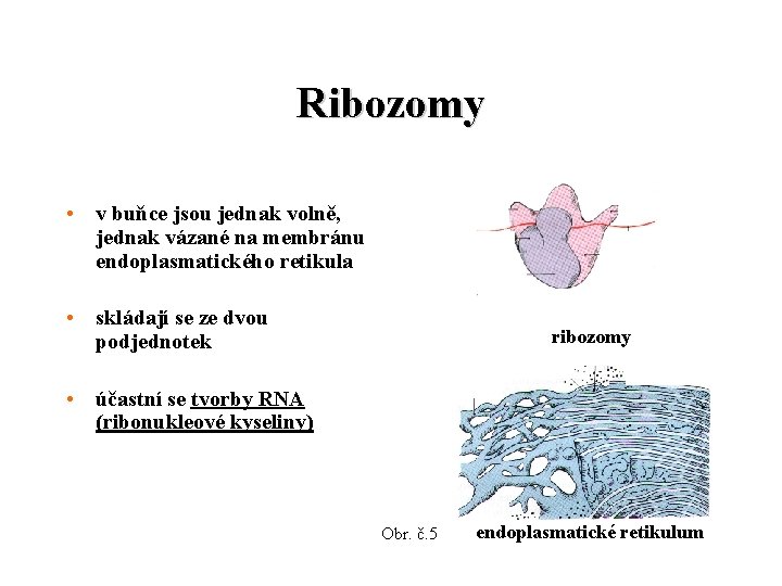 Ribozomy • v buňce jsou jednak volně, jednak vázané na membránu endoplasmatického retikula •
