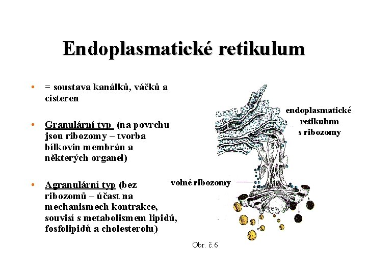 Endoplasmatické retikulum • = soustava kanálků, váčků a cisteren endoplasmatické retikulum s ribozomy •