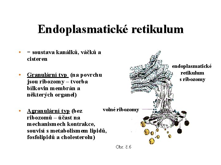 Endoplasmatické retikulum • = soustava kanálků, váčků a cisteren endoplasmatické retikulum s ribozomy •