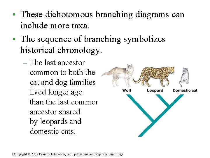  • These dichotomous branching diagrams can include more taxa. • The sequence of