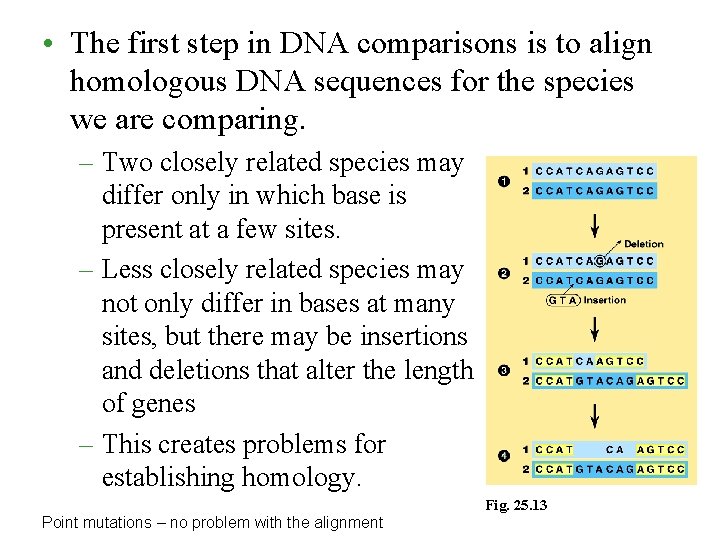 • The first step in DNA comparisons is to align homologous DNA sequences • The first step in DNA comparisons is to align homologous DNA sequences