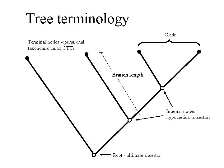 Tree terminology Clade Terminal nodes -operational taxonomic units; OTUs Branch length Internal nodes hypothetical