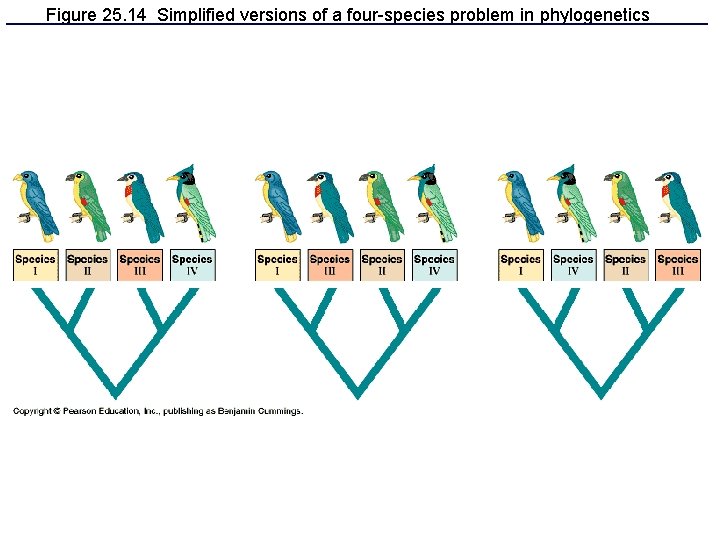 Figure 25. 14 Simplified versions of a four-species problem in phylogenetics 