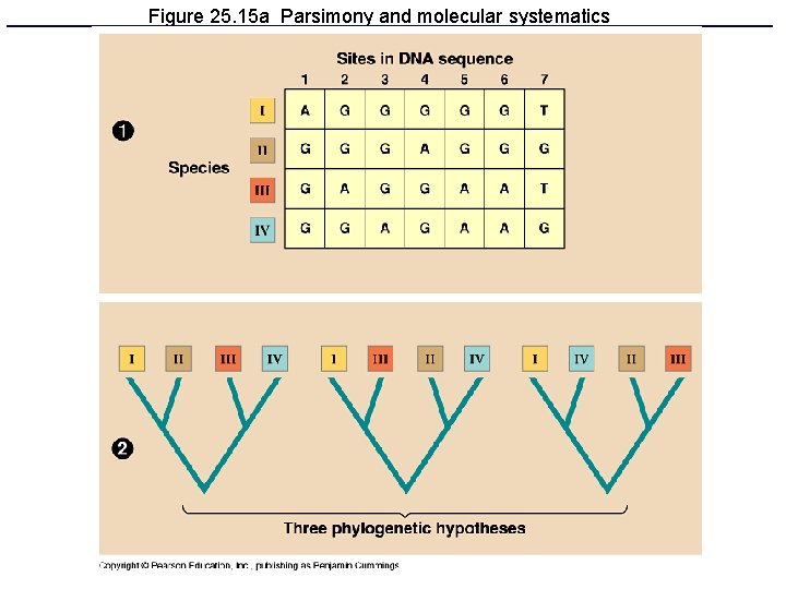 Figure 25. 15 a Parsimony and molecular systematics 
