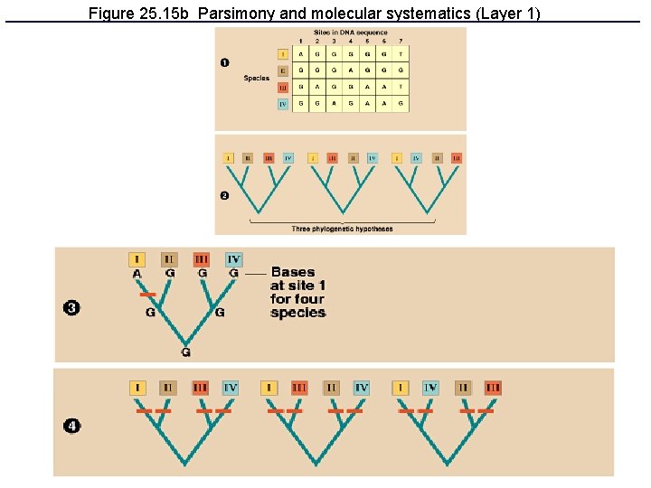 Figure 25. 15 b Parsimony and molecular systematics (Layer 1) Figure 25. 15 b Parsimony and molecular systematics (Layer 1)