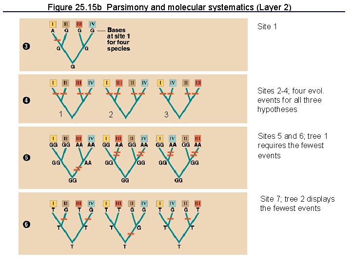 Figure 25. 15 b Parsimony and molecular systematics (Layer 2) Site 1 1 2