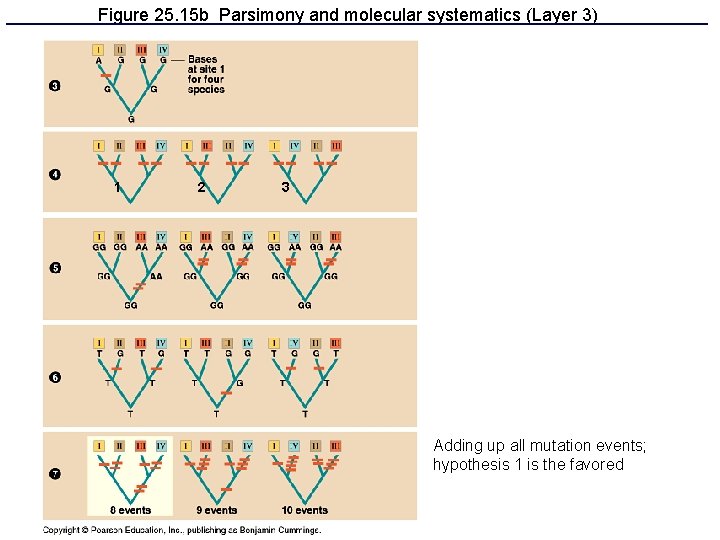 Figure 25. 15 b Parsimony and molecular systematics (Layer 3) 1 2 3 Adding