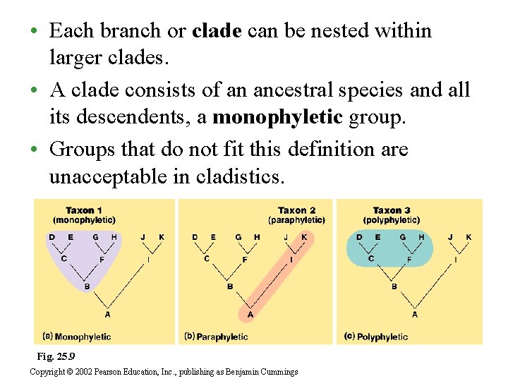  • Each branch or clade can be nested within larger clades. • A