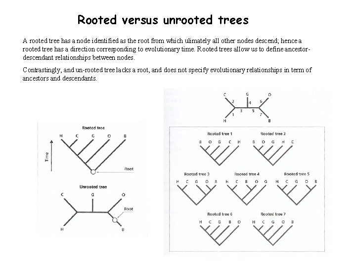 Rooted versus unrooted trees A rooted tree has a node identified as the root