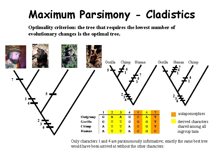 Maximum Parsimony - Cladistics Optimality criterion: the tree that requires the lowest number of