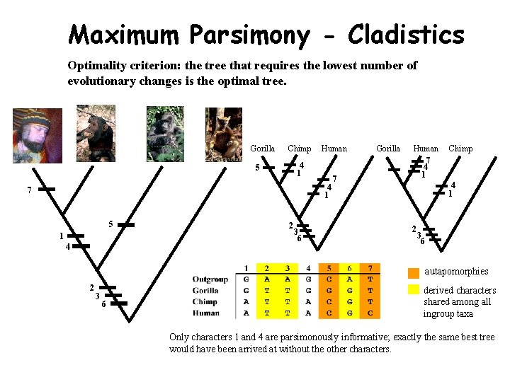 Maximum Parsimony - Cladistics Optimality criterion: the tree that requires the lowest number of Maximum Parsimony - Cladistics Optimality criterion: the tree that requires the lowest number of