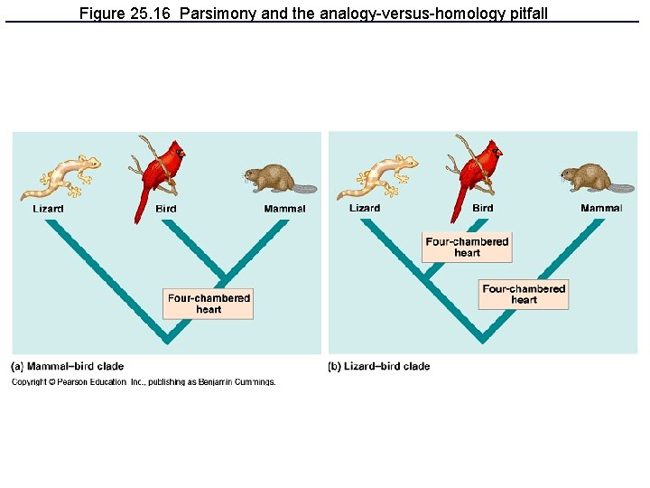 Figure 25. 16 Parsimony and the analogy-versus-homology pitfall 