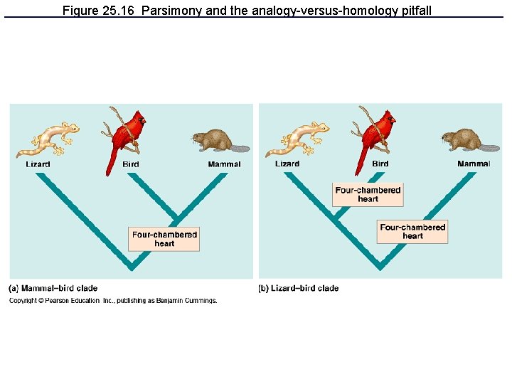 Figure 25. 16 Parsimony and the analogy-versus-homology pitfall Figure 25. 16 Parsimony and the analogy-versus-homology pitfall