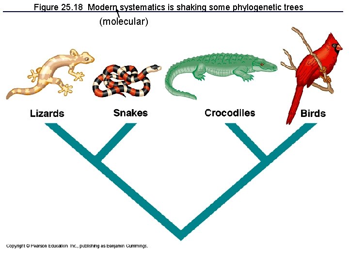 Figure 25. 18 Modern systematics is shaking some phylogenetic trees (molecular) Figure 25. 18 Modern systematics is shaking some phylogenetic trees (molecular)