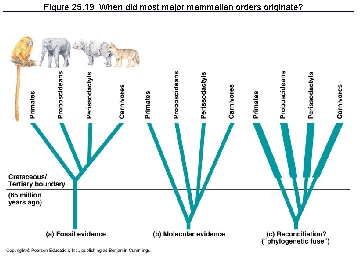 Figure 25. 19 When did most major mammalian orders originate? 