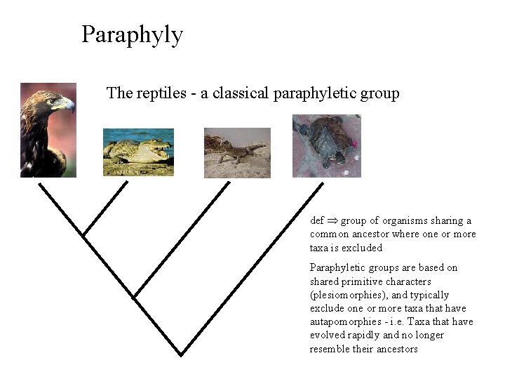 Paraphyly The reptiles - a classical paraphyletic group def group of organisms sharing a