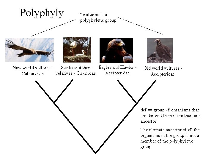 Polyphyly ”Vultures” - a polyphyletic group Eagles and Hawks Storks and their New world