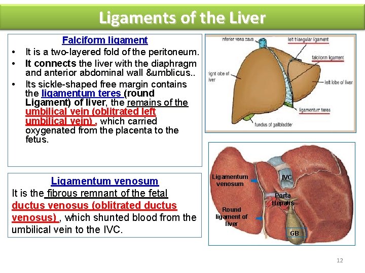 Ligaments of the Liver • • • Falciform ligament It is a two-layered fold