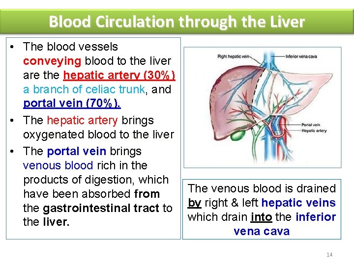 Blood Circulation through the Liver • The blood vessels conveying blood to the liver