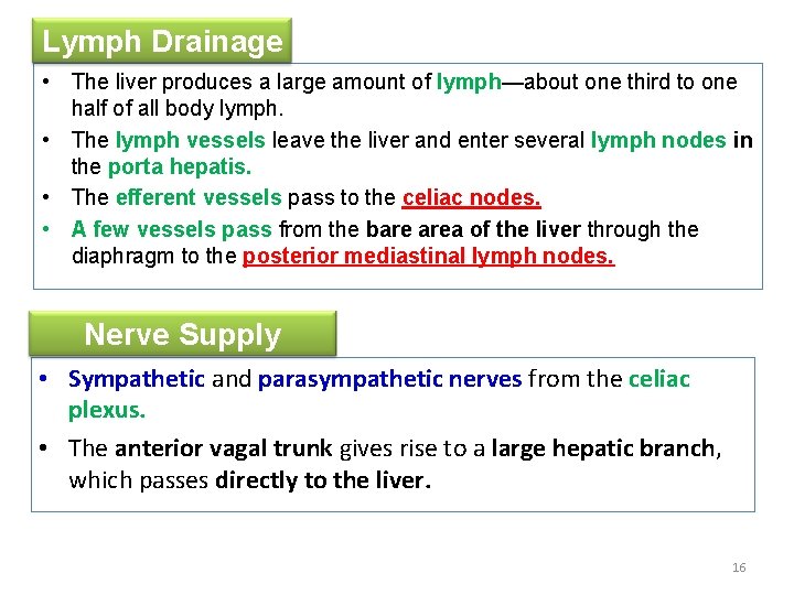 Lymph Drainage • The liver produces a large amount of lymph—about one third to