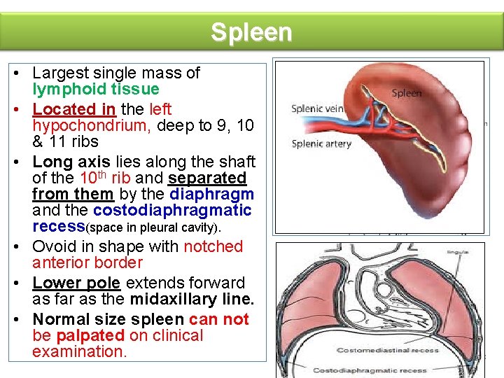 Spleen • Largest single mass of lymphoid tissue • Located in the left hypochondrium,