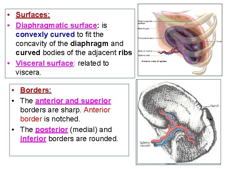  • Surfaces: • Diaphragmatic surface: is convexly curved to fit the concavity of