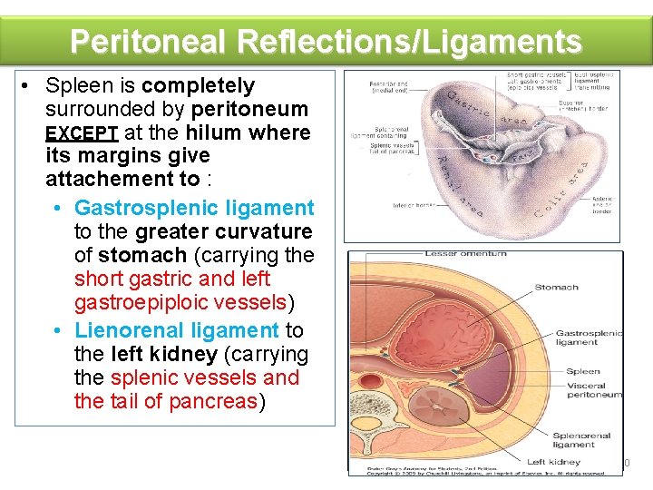 Peritoneal Reflections/Ligaments • Spleen is completely surrounded by peritoneum EXCEPT at the hilum where