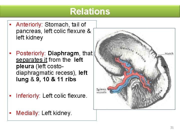 Relations • Anteriorly: Stomach, tail of pancreas, left colic flexure & left kidney •