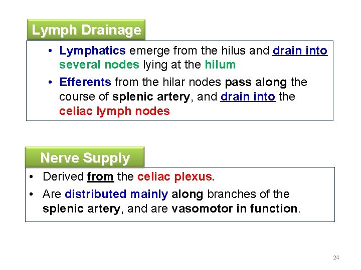 Lymph Drainage • Lymphatics emerge from the hilus and drain into several nodes lying