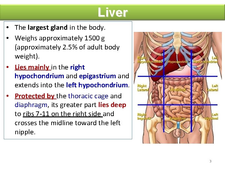Liver • The largest gland in the body. • Weighs approximately 1500 g (approximately