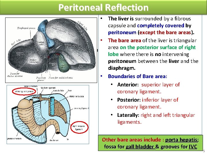 Peritoneal Reflection Superior layer of coronary ligament Inferior layer of coronary ligament Posterior abdominal