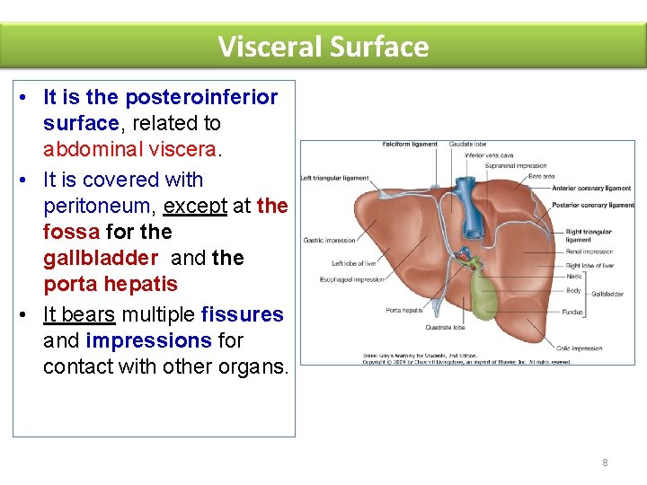 Visceral Surface • It is the posteroinferior surface, related to abdominal viscera. • It
