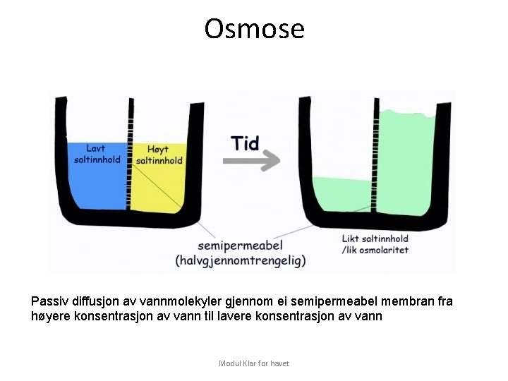 Osmose Passiv diffusjon av vannmolekyler gjennom ei semipermeabel membran fra høyere konsentrasjon av vann