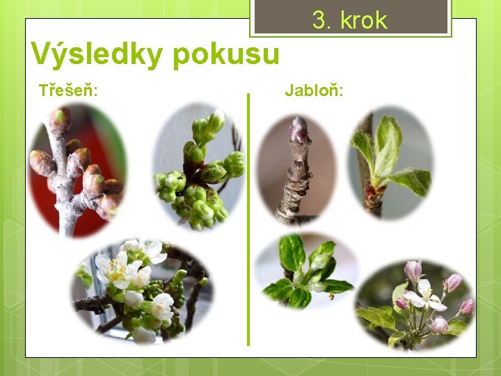 3. krok Výsledky pokusu Třešeň: Jabloň: 