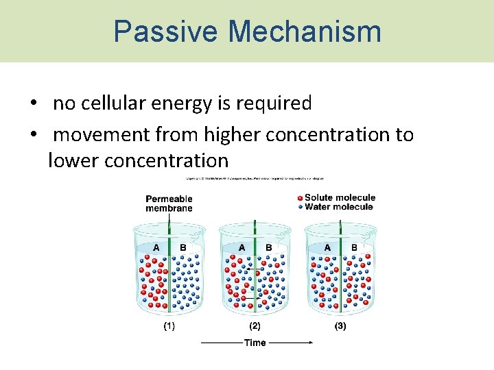 Passive Mechanism • no cellular energy is required • movement from higher concentration to