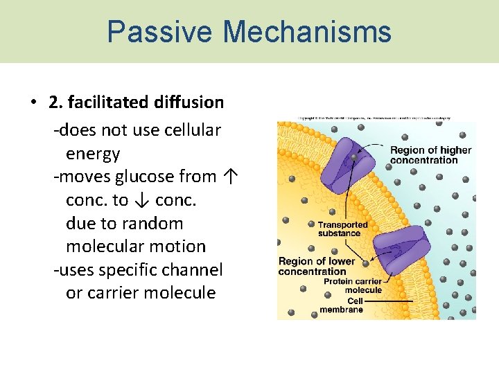 Passive Mechanisms • 2. facilitated diffusion -does not use cellular energy -moves glucose from