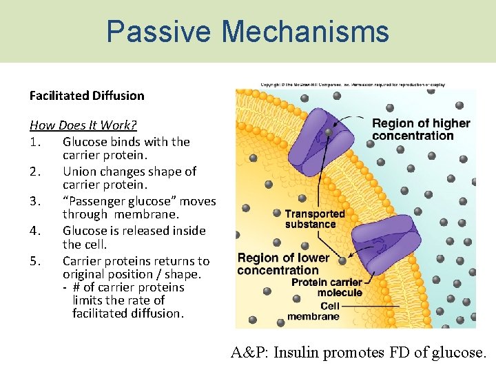 Passive Mechanisms Facilitated Diffusion How Does It Work? 1. Glucose binds with the carrier
