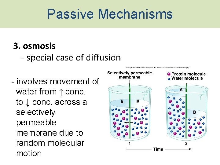 Passive Mechanisms 3. osmosis - special case of diffusion - involves movement of water