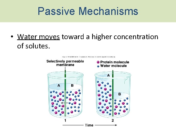 Passive Mechanisms • Water moves toward a higher concentration of solutes. 