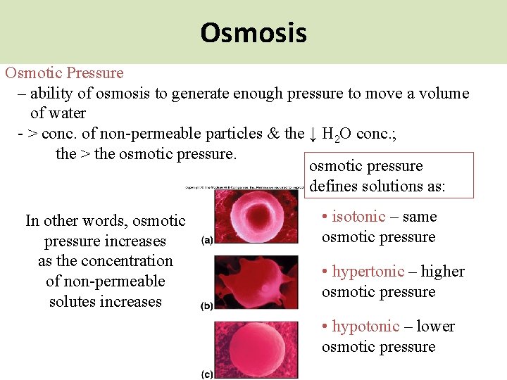 Osmosis Passive Mechanisms Osmotic Pressure – ability of osmosis to generate enough pressure to