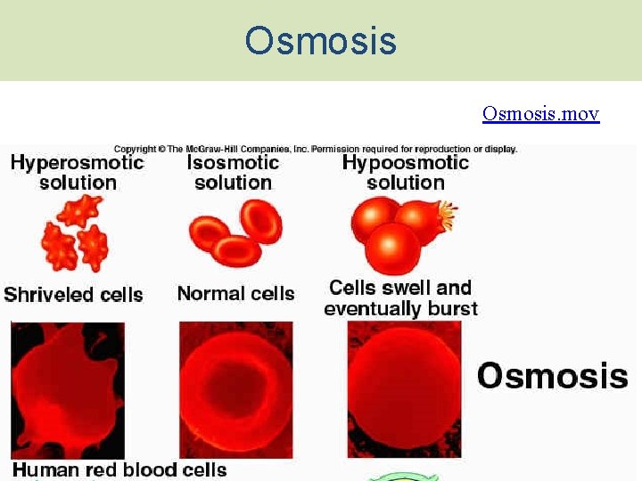 Osmosis. mov 