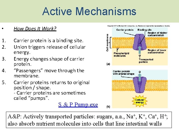 Active Mechanisms • How Does It Work? 1. 2. Carrier protein is a binding