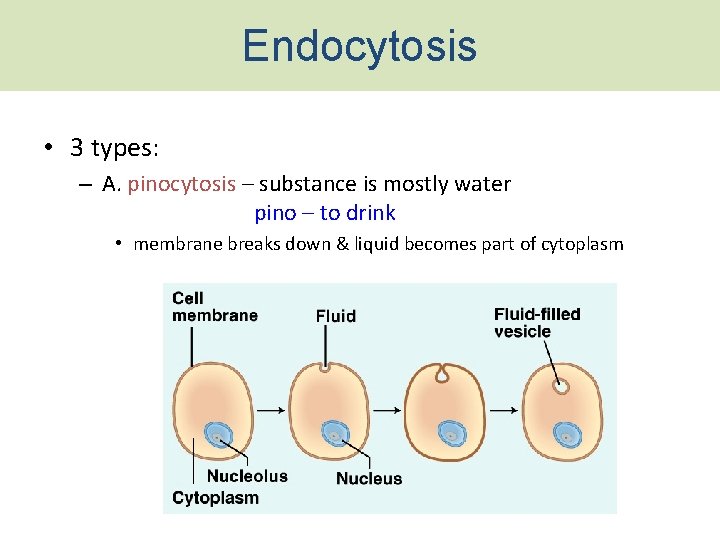 Endocytosis • 3 types: – A. pinocytosis – substance is mostly water pino –