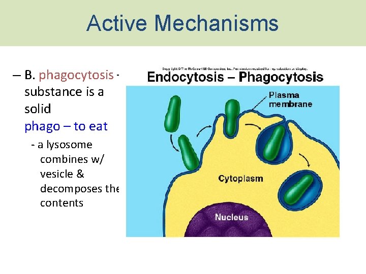 Active Mechanisms – B. phagocytosis – substance is a solid phago – to eat