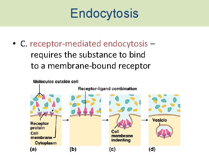 Endocytosis • C. receptor-mediated endocytosis – requires the substance to bind to a membrane-bound