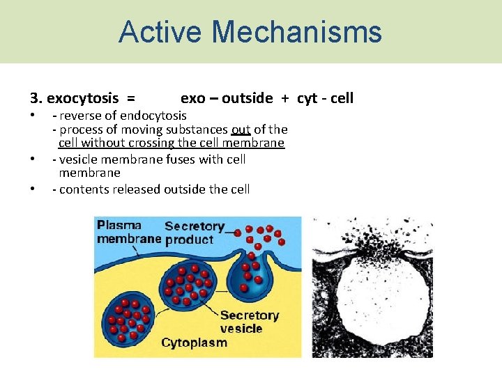 Active Mechanisms 3. exocytosis = exo – outside + cyt - cell • -