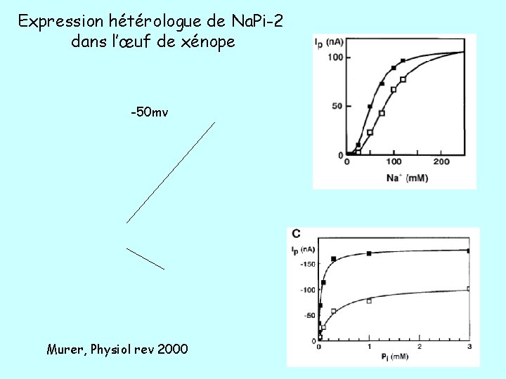 Expression hétérologue de Na. Pi-2 dans l’œuf de xénope -50 mv Murer, Physiol rev Expression hétérologue de Na. Pi-2 dans l’œuf de xénope -50 mv Murer, Physiol rev